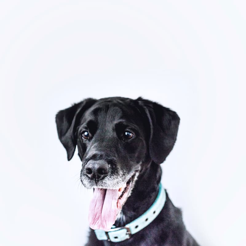 A happy black dog with a light blue collar, tongue out